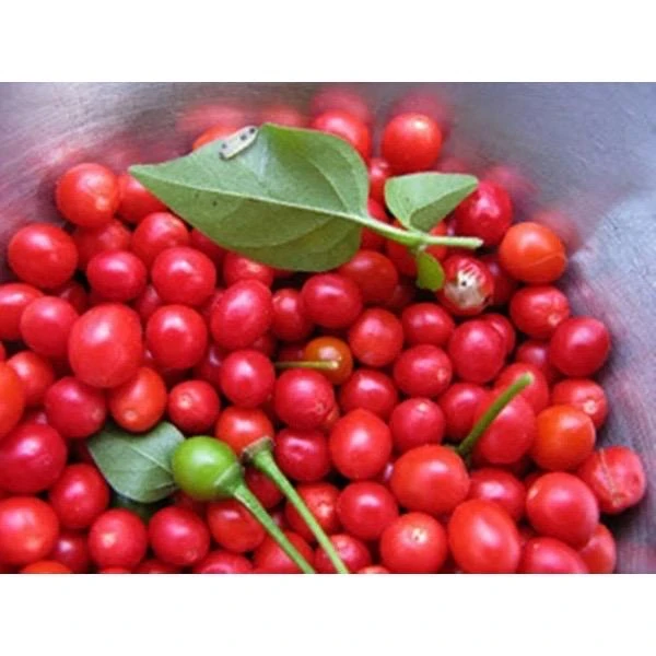 Chilepin Chili Live Plant - Hot Red Organic - 4 inch Pot - Image 2