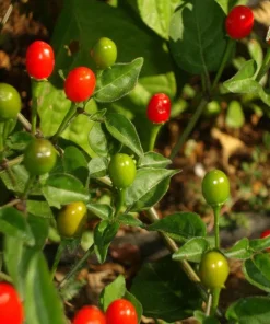 Chilepin Chili Live Plant - Hot Red Organic - 4 inch Pot - Image 3