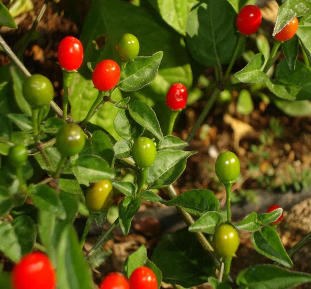 Chilepin Chili Live Plant - Hot Red Organic - 4 inch Pot - Image 3