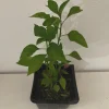 Chilepin Chili Live Plant - Hot Red Organic - 4 inch Pot - Image 1