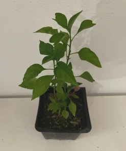 Chilepin Chili Live Plant - Hot Red Organic - 4 inch Pot - Image 1