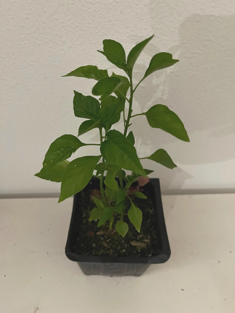 Chilepin Chili Live Plant - Hot Red Organic - 4 inch Pot - Image 1