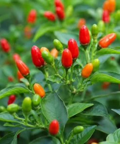 Chili Pequin Pepper Live Plants - 2 Pack, 3-5