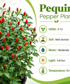Chili Pequin Pepper Live Plants - 2 Pack, 3-5
