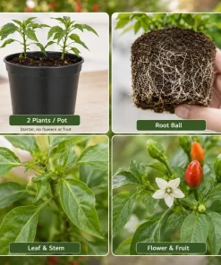 Chili Pequin Pepper Live Plants - 2 Pack, 3-5