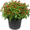 Chili Pequin Pepper Live Plants - 2 Pack, 3-5" Tall Starter Plants for Outdoor Gardens - Image 1