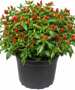 Chili Pequin Pepper Live Plants - 2 Pack, 3-5