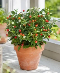 Chiltepin Pepper Live Plant - 4 Inch Pot, 3-6 Inch Tall Seedling for Home Garden - Image 2