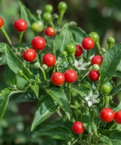 Chiltepin Pepper Live Plant - 4 Inch Pot, 3-6 Inch Tall Seedling for Home Garden - Image 5