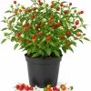 Chiltepin Pepper Live Plant - 4 Inch Pot, 3-6 Inch Tall Seedling for Home Garden - Image 1