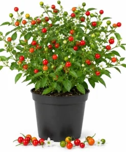 Chiltepin Pepper Live Plant - 4 Inch Pot, 3-6 Inch Tall Seedling for Home Garden - Image 1