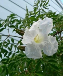 China Doll Plant - Radermachera sinica - Live Easy Houseplant - 2.5