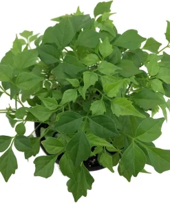 China Doll Plant - Radermachera sinica - Live Easy Houseplant - 2.5