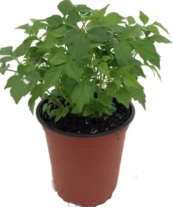 China Doll Plant - Radermachera sinica - Live Easy Houseplant - 2.5