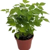 China Doll Plant - Radermachera sinica - Live Easy Houseplant - 2.5" Pot - Image 1
