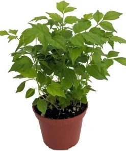China Doll Plant - Radermachera sinica - Live Easy Houseplant - 2.5