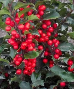 China Girl Holly Live Plant – 6-12