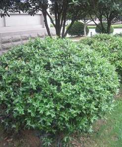 China Girl Holly Live Plant – 6-12