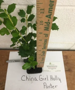 China Girl Holly Live Plant – 6-12