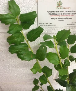 China Girl Holly Live Plant – 6-12