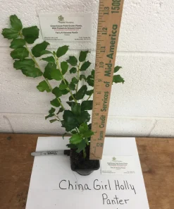 China Girl Holly Live Plant – 6-12