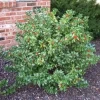 China Girl Holly Live Plant – 6-12" Tall Shrub for Outdoor Landscaping - Image 1