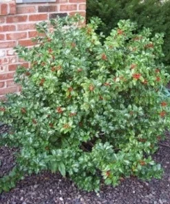 China Girl Holly Live Plant – 6-12