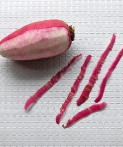 China Rose Radish Seeds - 100 Count Vegetable Seeds for Winter Harvest - Image 10