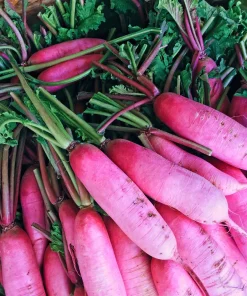 China Rose Radish Seeds - 100 Count Vegetable Seeds for Winter Harvest - Image 11
