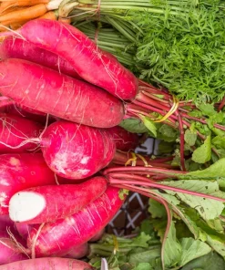 China Rose Radish Seeds - 100 Count Vegetable Seeds for Winter Harvest - Image 2