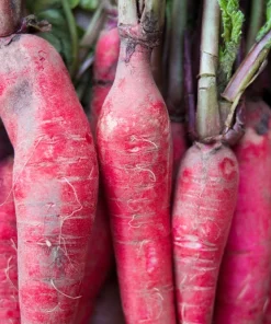 China Rose Radish Seeds - 100 Count Vegetable Seeds for Winter Harvest - Image 3