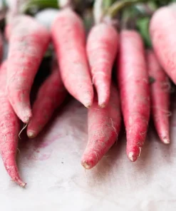 China Rose Radish Seeds - 100 Count Vegetable Seeds for Winter Harvest - Image 4