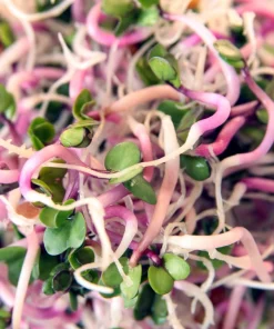 China Rose Radish Seeds - 100 Count Vegetable Seeds for Winter Harvest - Image 6