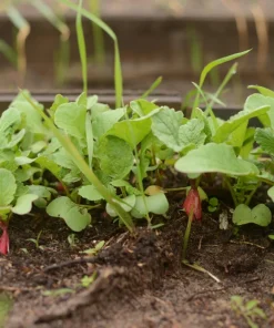 China Rose Radish Seeds - 100 Count Vegetable Seeds for Winter Harvest - Image 7