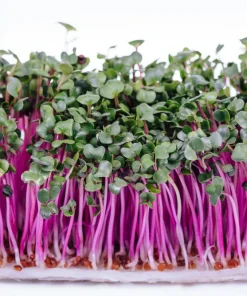 China Rose Radish Seeds - 100 Count Vegetable Seeds for Winter Harvest - Image 9
