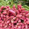 China Rose Radish Seeds - 100 Count Vegetable Seeds for Winter Harvest - Image 1
