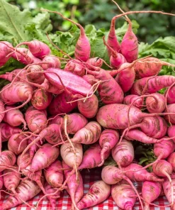 China Rose Radish Seeds - 100 Count Vegetable Seeds for Winter Harvest - Image 1