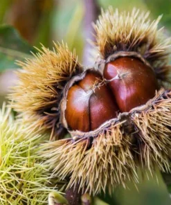 Chinese Chestnut Live Plant 12-24in - Castanea Mollissima Fast Growing Nut Tree - Image 11