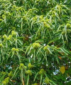 Chinese Chestnut Live Plant 12-24in - Castanea Mollissima Fast Growing Nut Tree - Image 4