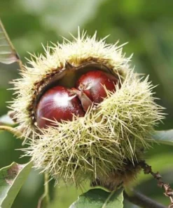 Chinese Chestnut Live Plant 12-24in - Castanea Mollissima Fast Growing Nut Tree - Image 6