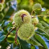 Chinese Chestnut Live Plant 12-24in - Castanea Mollissima Fast Growing Nut Tree - Image 1