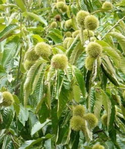 Chinese Chestnut Live Plant 12-24in - Castanea Mollissima Fast Growing Nut Tree - Image 7