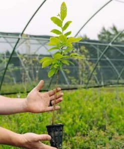 Chinese Chestnut Live Plant 12-24in - Castanea Mollissima Fast Growing Nut Tree - Image 8