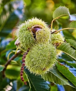 Chinese Chestnut Live Plant 12-24in - Castanea Mollissima Fast Growing Nut Tree - Image 9