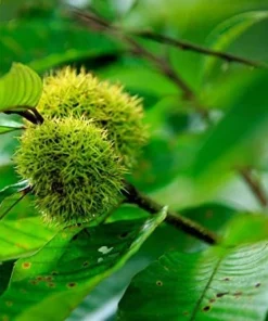 Chinese Chestnut Tree Live Plant - 1 Gallon Pot - Edible Nuts & Shade - Zones 4-8 - Image 2