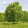 Chinese Chestnut Tree Live Plant - 1 Gallon Pot - Edible Nuts & Shade - Zones 4-8 - Image 1