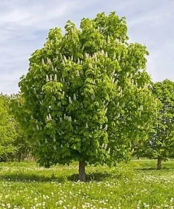 Chinese Chestnut Tree Live Plant - 1 Gallon Pot - Edible Nuts & Shade - Zones 4-8 - Image 1