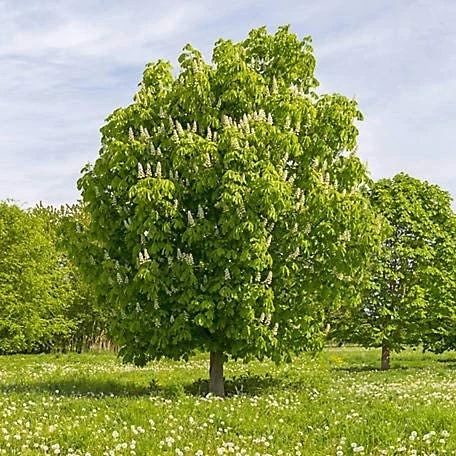 Chinese Chestnut Tree Live Plant - 1 Gallon Pot - Edible Nuts & Shade - Zones 4-8 - Image 1