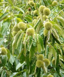 Chinese Chestnut Tree Live Plant 8-12in Potted Castanea Mollissima Fast Growing Nut Tree - Image 7