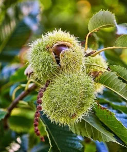 Chinese Chestnut Tree Live Plant 8-12in Potted Castanea Mollissima Fast Growing Nut Tree - Image 1